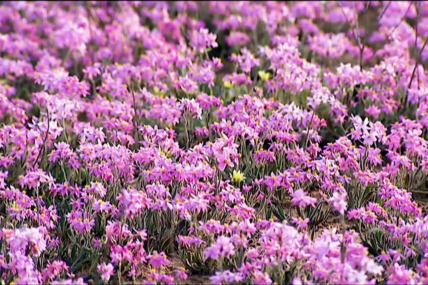 a bed of purple wildflowers