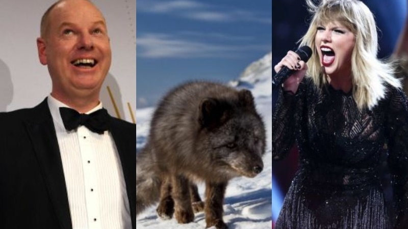 A composite of comedian Tom Gleeson, an artic fox, and singer Taylor Swift.