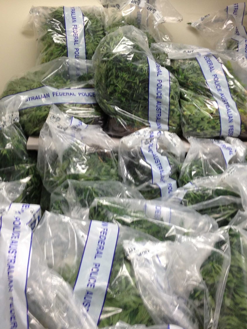 Officers say 94 plants were seized which, when fully grown, would have a street value of $300,000.
