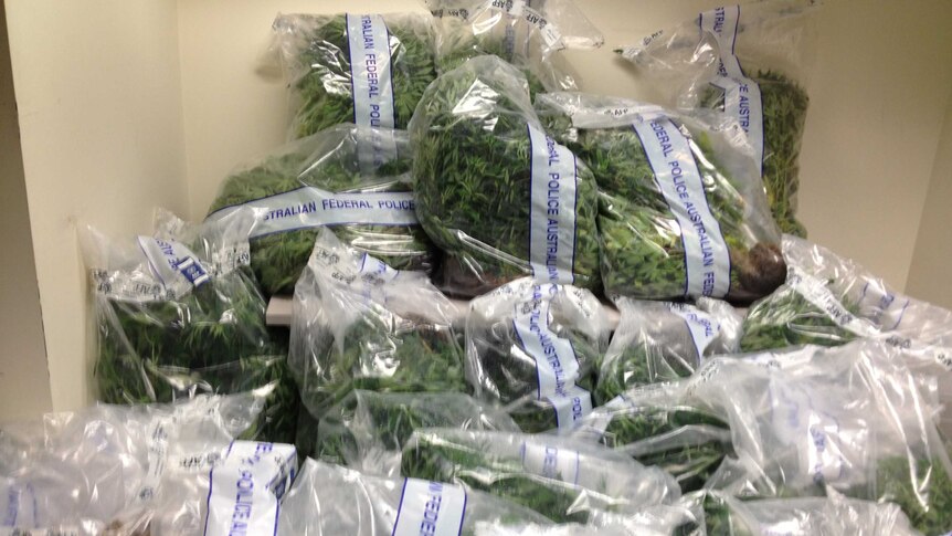 Officers say 94 plants were seized which, when fully grown, would have a street value of $300,000.