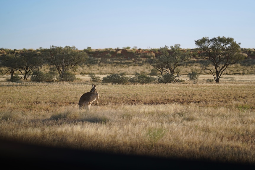 Kangaroo in grass