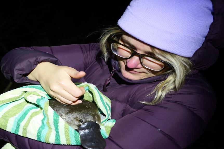 A woman wearing a purple jacket and beanie holds a platypus wrapped in a towel.