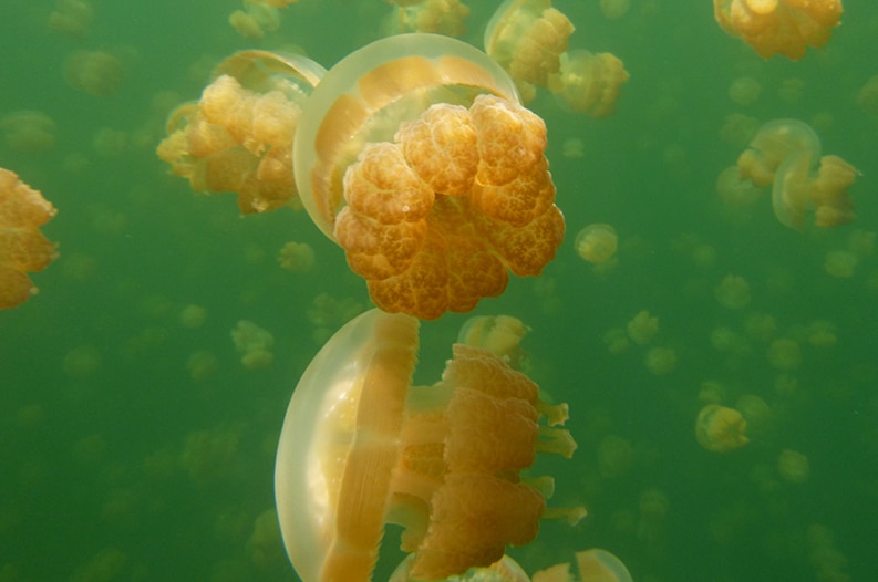 Close up of orange jellyfish in green water.