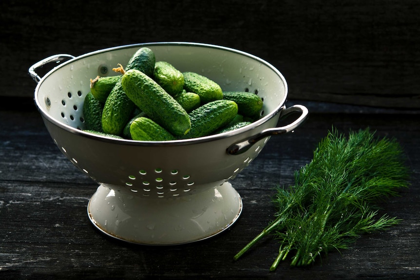 Colander filled with small cucumbers and fresh dill against black background.