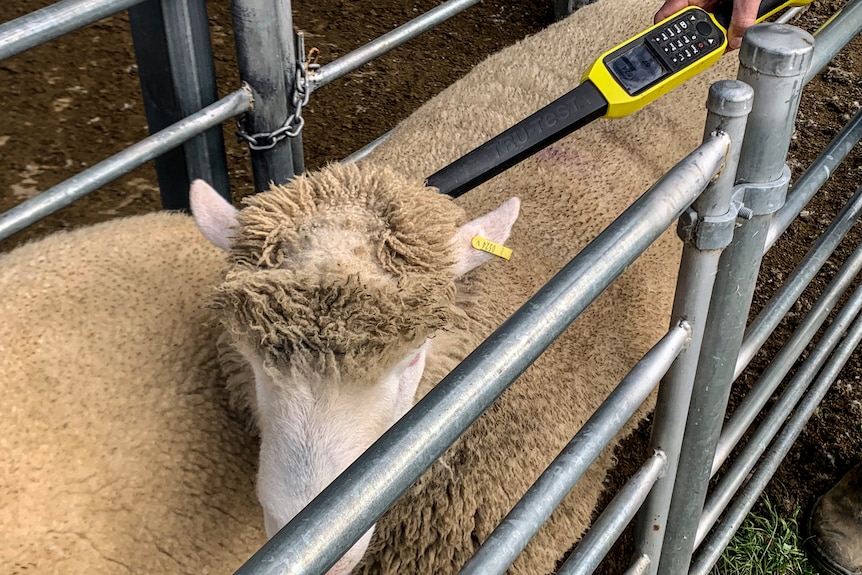 A sheep in a pen with a yellow electronic scanning device held up to his  head