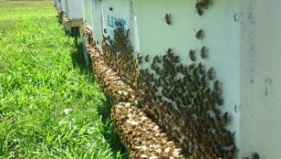 Beekeepers vote to pay more for the sentinel hive program