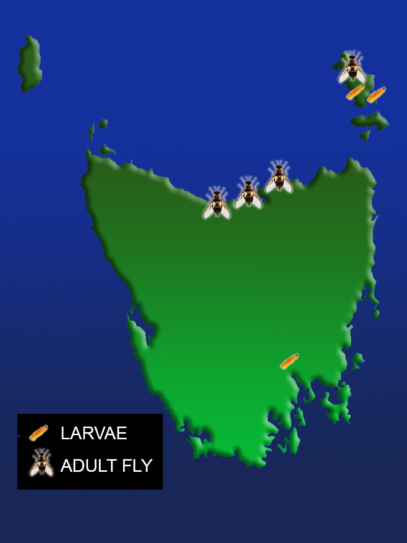 Map of fruit fly and larvae detections in Tasmania since January 2018, as of April 9.
