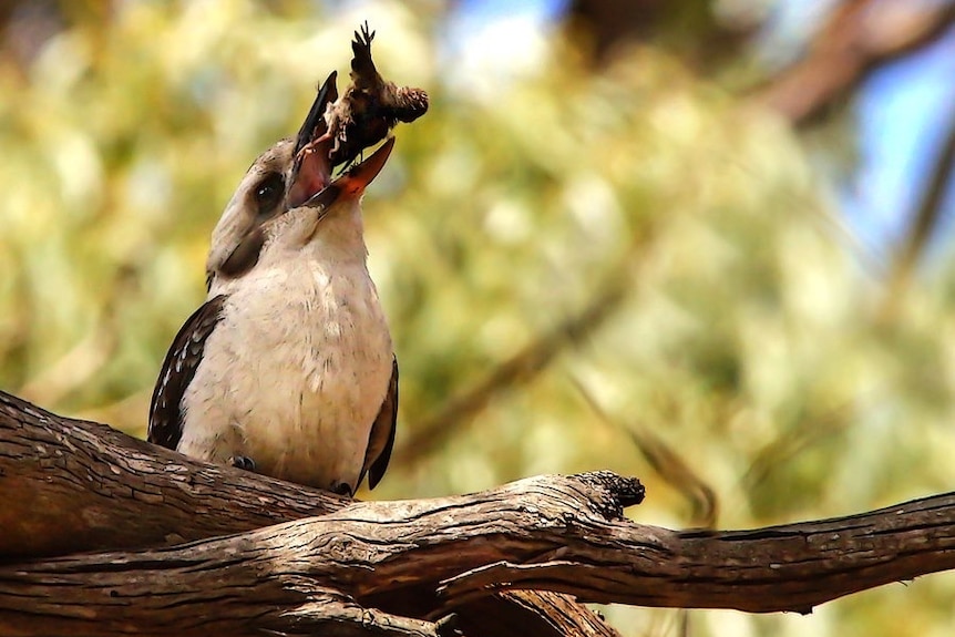 A kookaburra with a smaller bird in its beak.