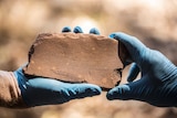 Stone tool from Madjedbebe rock shelter