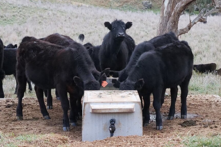 Cattle drinking from a trough in a paddock.