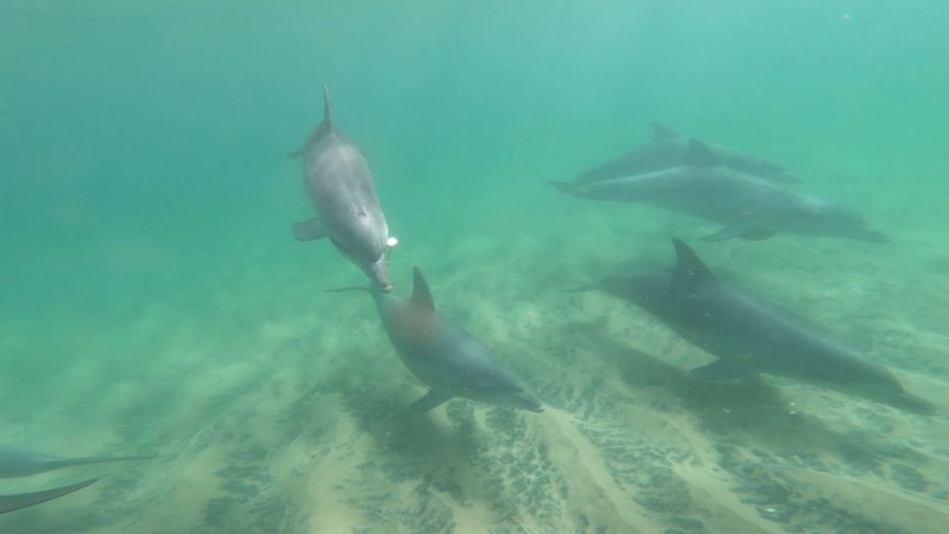 Fishing line entanglements on the rise as two dolphins are found dead near  Mandurah, WA - ABC News