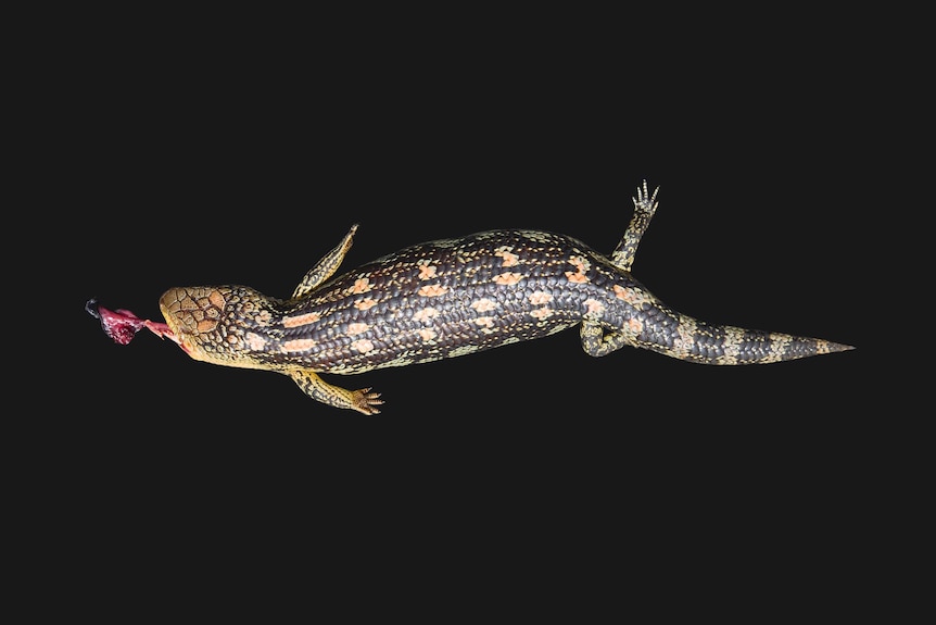 A photograph of a dead Blotch Blue-tongue lizard with its bloodied tongue against a  black background.