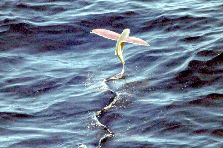 A flying fish shortly after takeoff