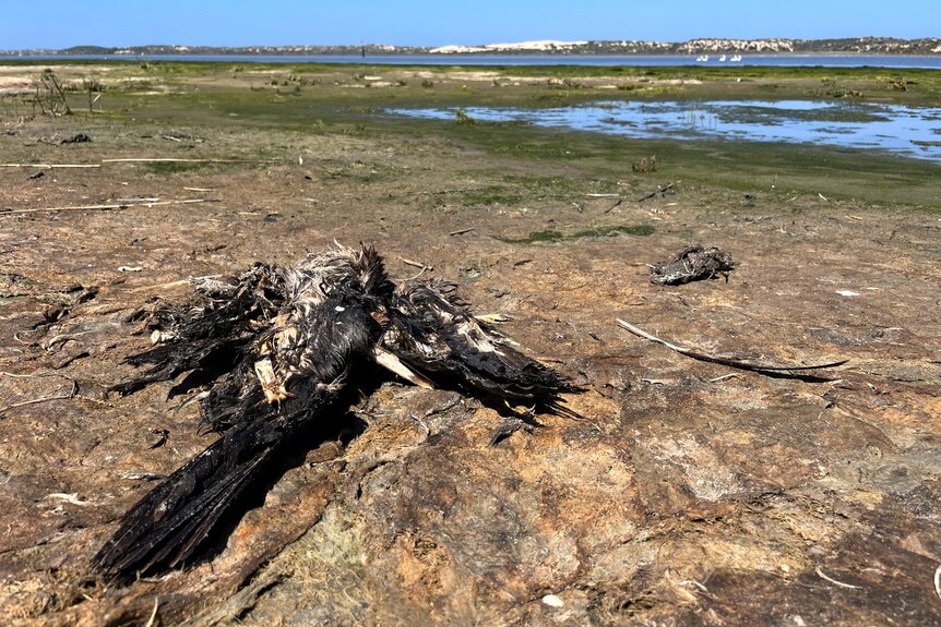 Decaying cormorant remains on exposed sandA