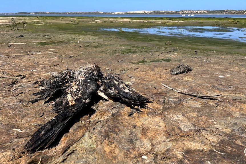 Decaying cormorant remains on exposed sandA