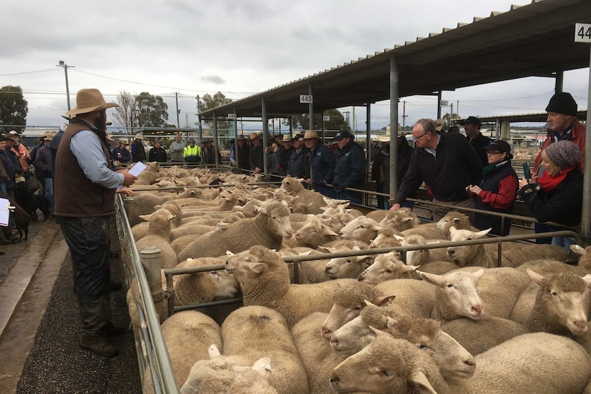 This draft of 168 lambs sold for an Australian record price of $276.20 at the Wagga Wagga saleyards in southern New South Wales.