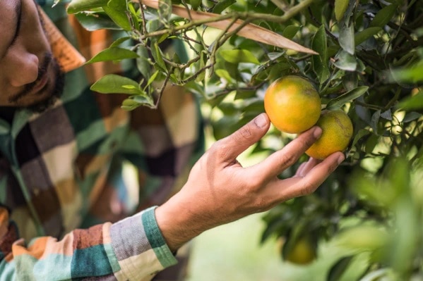 A hand picks a piece of fruit of a tree.