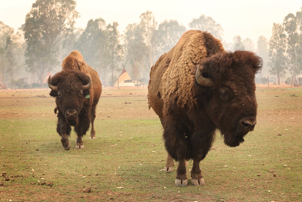 Bison herd under threat from fire near Bungawalbin - ABC Radio