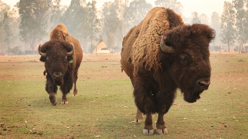 Two bison in smoke at a ranch.