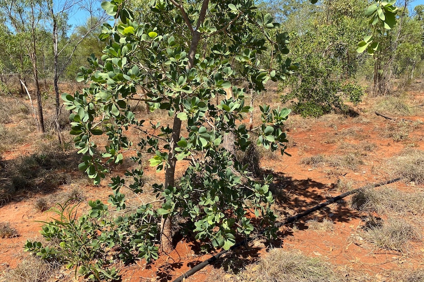 A scrappy green tree on red dirt