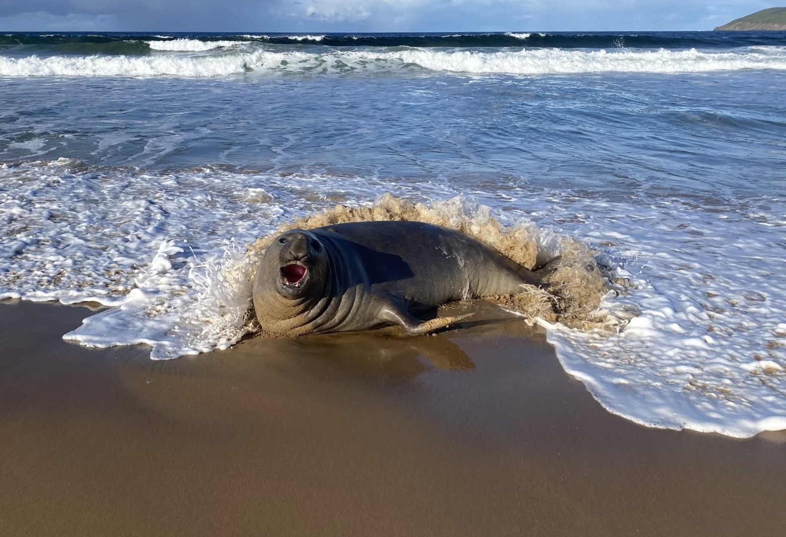 A seal at the water's edge on the beach.