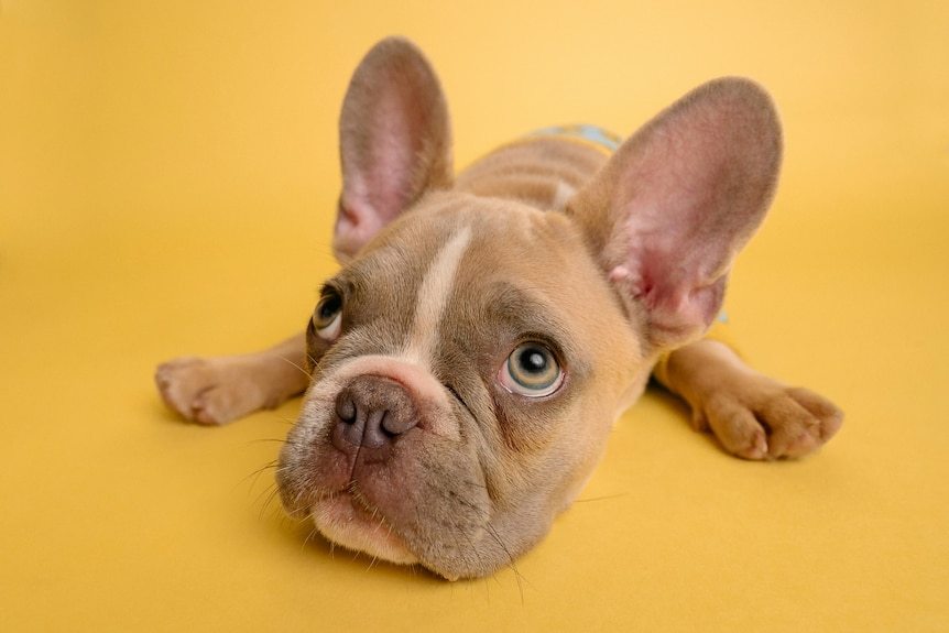 Light brown French bulldog puppy lying on bright yellow floor.