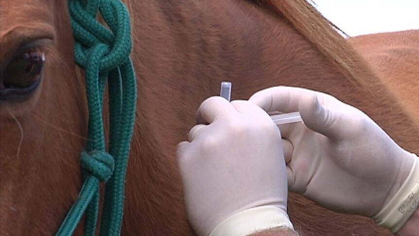 A horse being euthanised