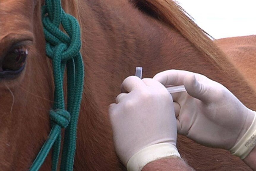 A horse being euthanised
