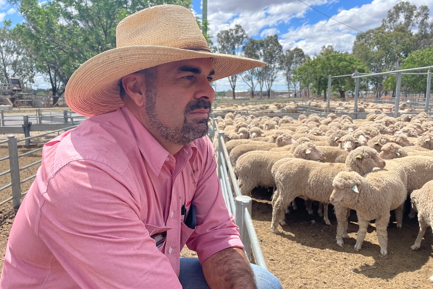 A man in a pink shirt leans on a rail overlooking a pen of sheep.