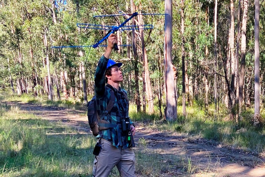 A man standing in bushland holding up an aerial.