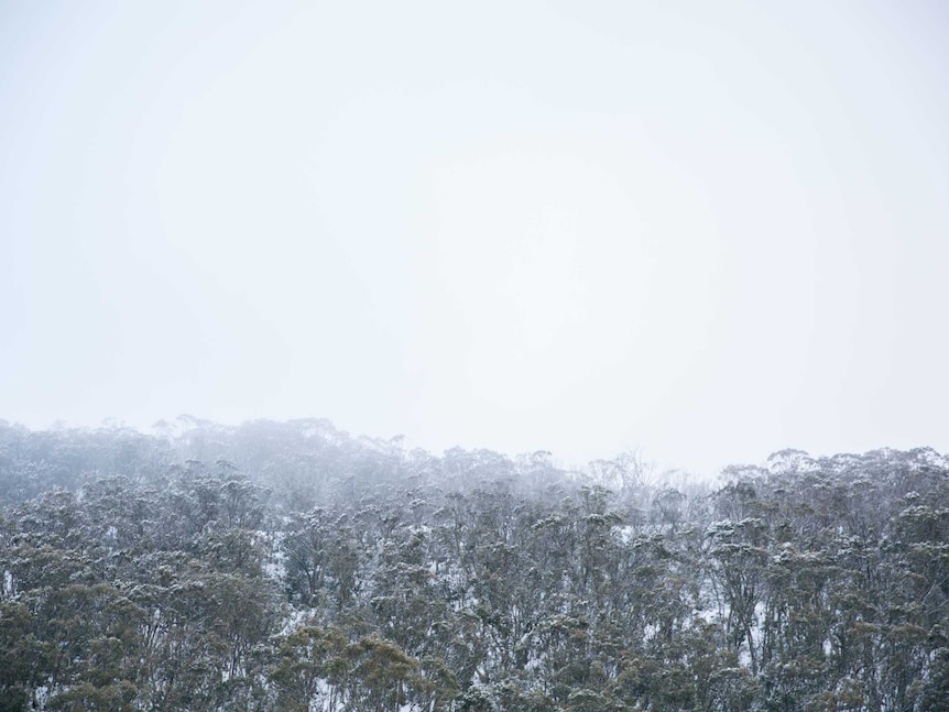 A wide shot of a snow-tipped Mount Buller.