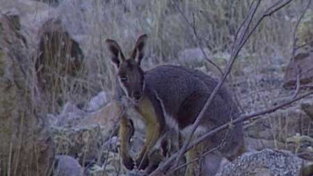 Captive breeding at Monarto Zoo will aim to preserve a rare wallaby species.