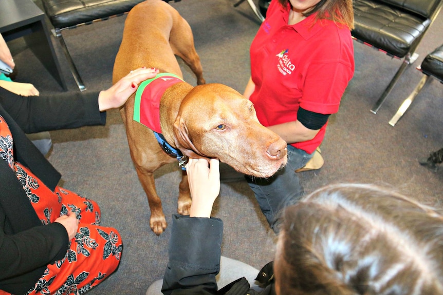 Therapy dog Juno at Victoria University