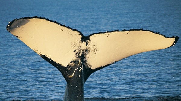 Nala the humpback whale in Hervey Bay