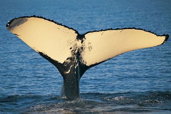 Nala the humpback whale in Hervey Bay