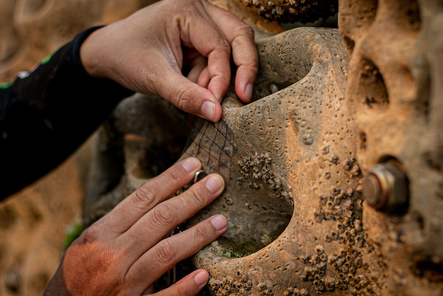 A close-up of someone's hands place a transparent square grid up against a curved tile.