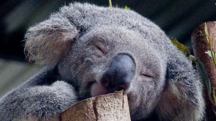 Seekor koala tidur di pohon