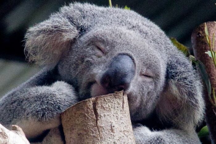 Seekor koala tidur di pohon