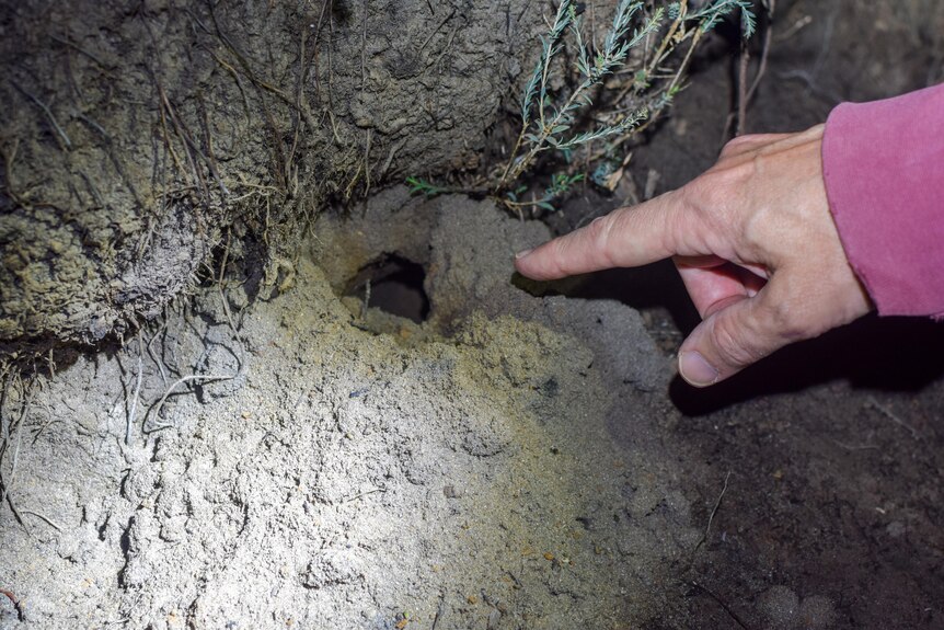 A  hand points to a frog's burrow, under torchlight, a hole in the sand surrounding by roots.