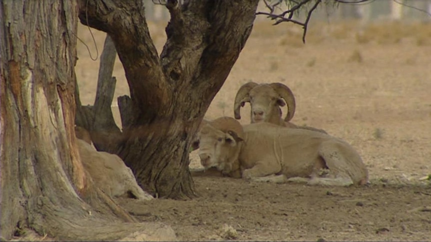 Most of Queensland is drought-stricken