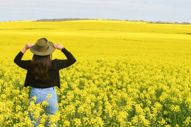 Woman in hat in yellow paddock.