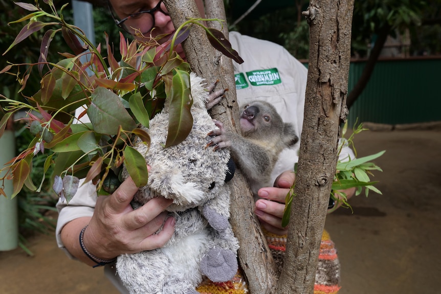 A baby koala climbing a tree branch while being held by woman, stuffed koala and gum leaves on other side of branch