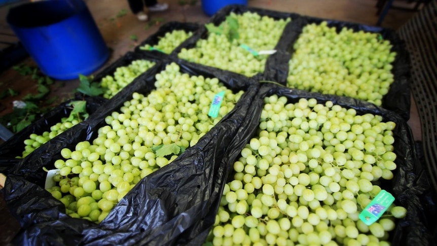 Menindee grapes