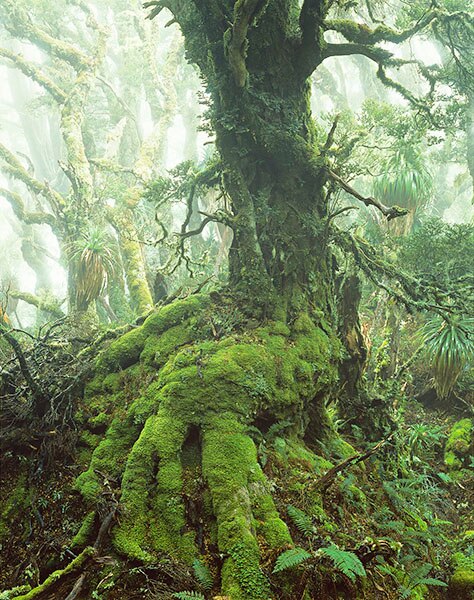 Myrtle tree, one of Peter Dombrovskis' celebrated photographs of the Mount Anne wilderness, Tasmania.