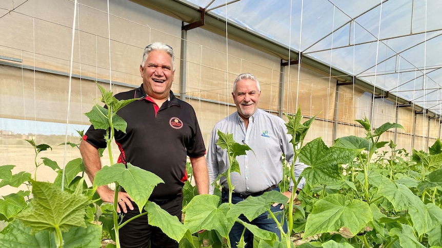 Two men in a greenhouse, green plants in the foreground.