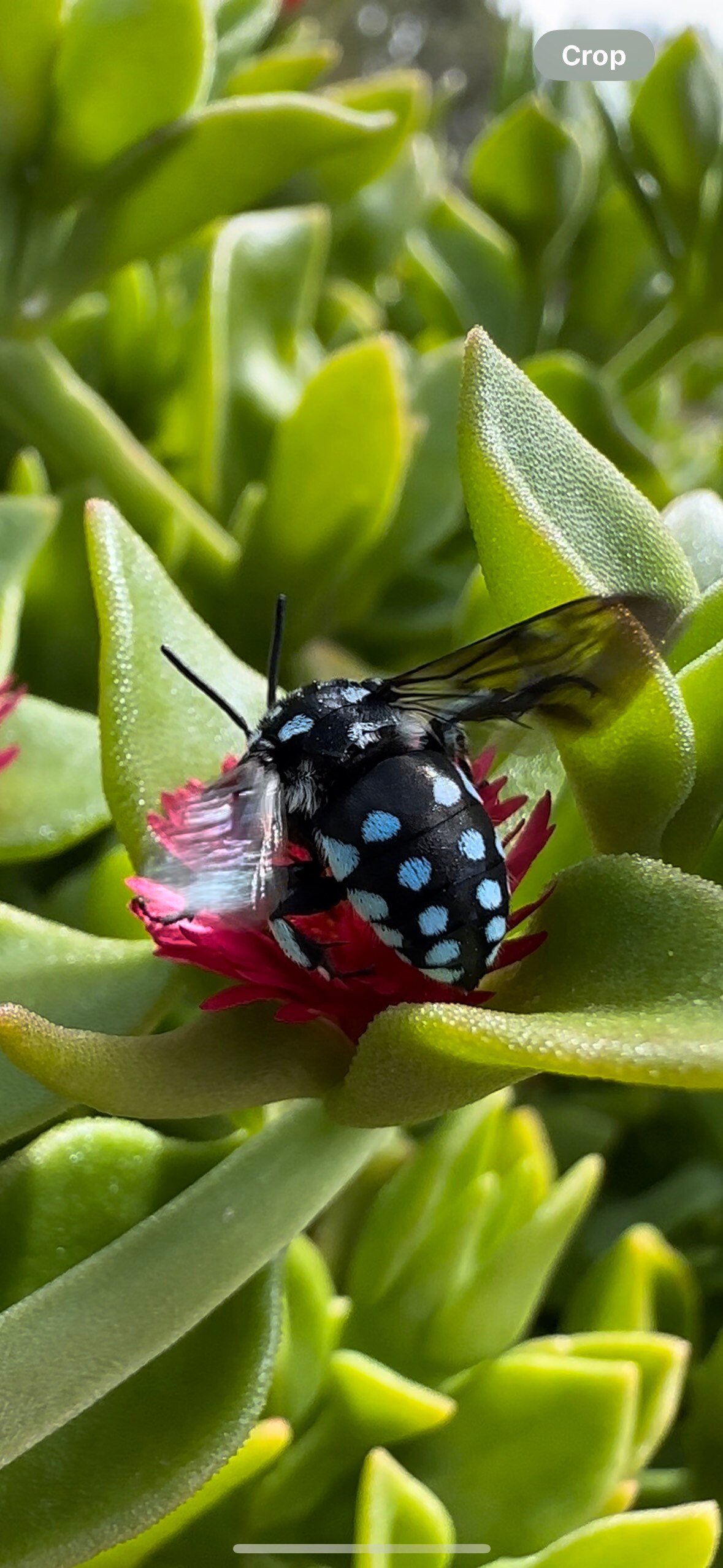 A photo of a bee with its wings spread as it lands on a pink flower.