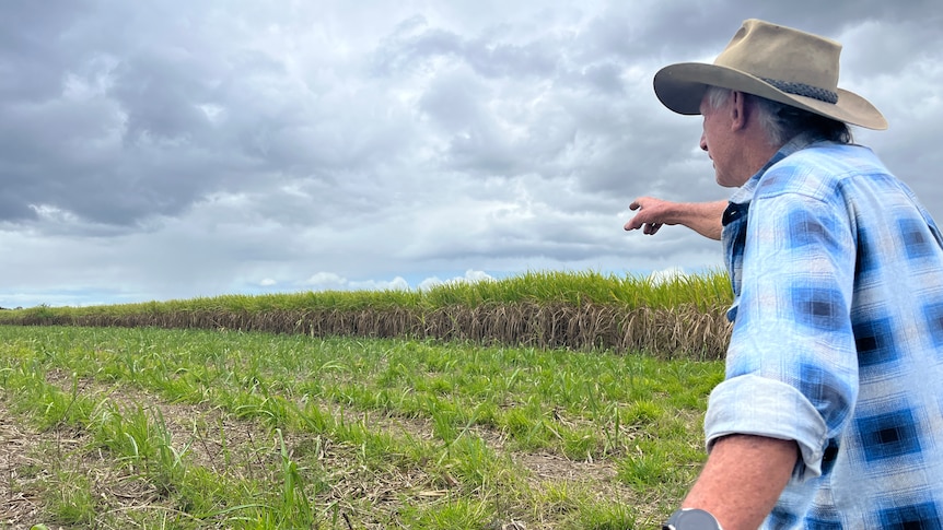 A man points towards the horizon with cane fields in the background. 