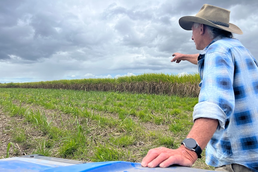 A man points towards the horizon with cane fields in the background. 