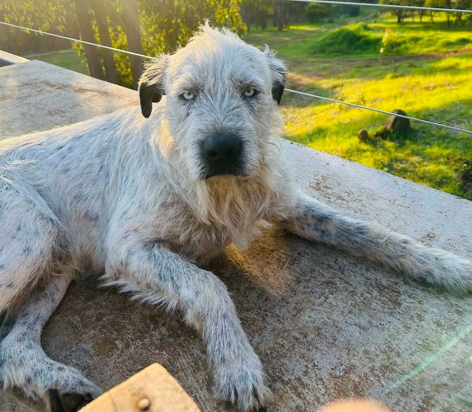 Owner of missing dog devastated by AI photo scam