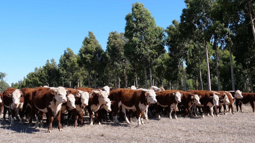 Cattle in front of trees